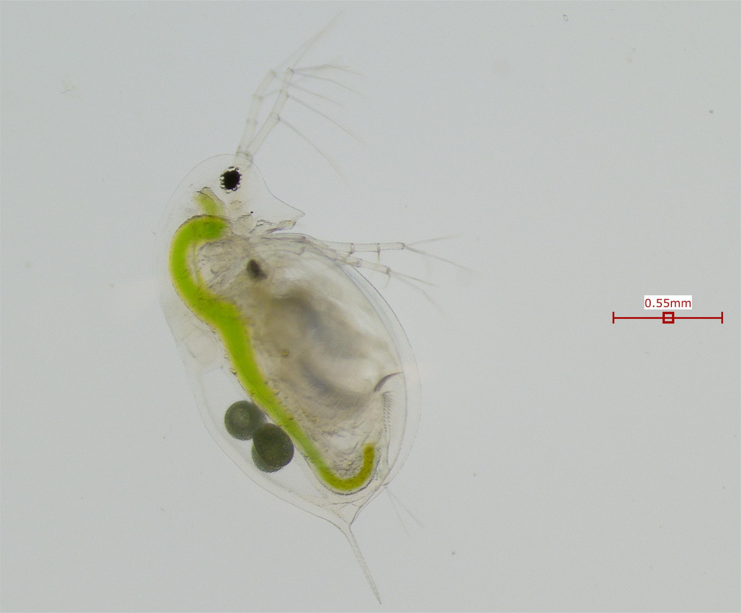 Daphnia galeata